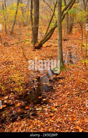 Shade Swamp Forest, Shade Swamp Sanctuary, Connecticut Stockfoto