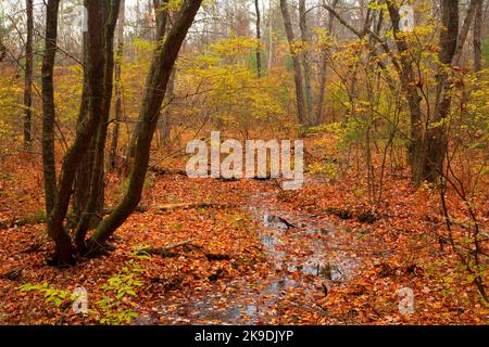 Shade Swamp Forest, Shade Swamp Sanctuary, Connecticut Stockfoto