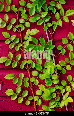 Die Trompetenrebe (Campsis radicans), auch bekannt als Kolibri-Rebe oder Trumpet Creeper, verläuft am 24. Oktober 2022 in Bayou La Batre, Alabama, entlang einer Wand. Stockfoto