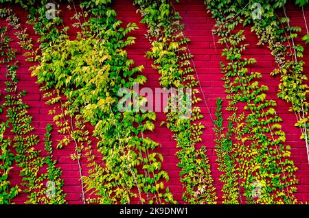 Die Trompetenrebe (Campsis radicans), auch bekannt als Kolibri-Rebe oder Trumpet Creeper, verläuft am 24. Oktober 2022 in Bayou La Batre, Alabama, entlang einer Wand. Stockfoto