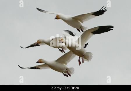 Richmond, Kanada. 27. Oktober 2022. Schneegänse fliegen am 27. Oktober 2022 über den Garry Point Park in Richmond, British Columbia, Kanada. Quelle: Liang Sen/Xinhua/Alamy Live News Stockfoto