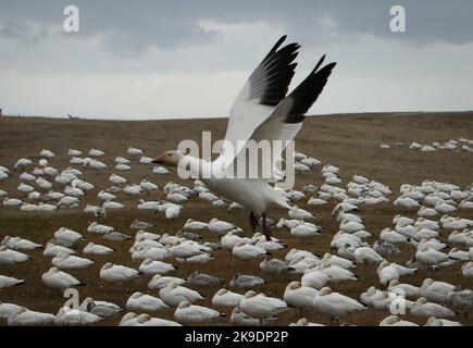 Richmond, Kanada. 27. Oktober 2022. Eine Schneegans bereitet sich darauf vor, am 27. Oktober 2022 im Garry Point Park in Richmond, British Columbia, Kanada, zu landen. Quelle: Liang Sen/Xinhua/Alamy Live News Stockfoto