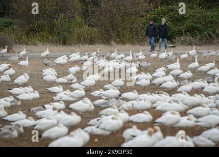 Richmond, Kanada. 27. Oktober 2022. Am 27. Oktober 2022 laufen Menschen am Garry Point Park in Richmond, British Columbia, Kanada, an einer Schar von Schneegänsen vorbei. Quelle: Liang Sen/Xinhua/Alamy Live News Stockfoto
