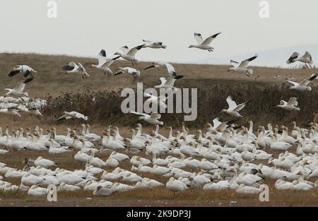 Richmond, Kanada. 27. Oktober 2022. Schneegänse werden am 27. Oktober 2022 im Garry Point Park in Richmond, British Columbia, Kanada, gesehen. Quelle: Liang Sen/Xinhua/Alamy Live News Stockfoto