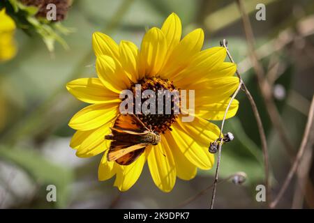 Auf der Uferfarm in Arizona füttert ein feuernder Skipper oder Hylephila phyleus auf einer Prärieblume. Stockfoto