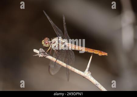 Weiblicher Roseatabschäumer oder orthemis ferruginea, der auf einem Ast auf der Wasserfarm am Flussarm in Arizona steht. Stockfoto