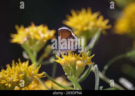 WESTERN Pygmy blue oder Brephidium exilis ernähren sich von Goldenbusch auf der Wasserranch in Arizona. Stockfoto