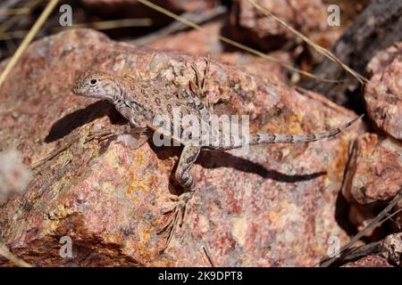 Ohrenlose Eidechse oder Cophosaurus texanus, die auf einem Felsen im Rumsey Park in Payson, Arizona, ruht. Stockfoto