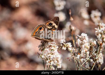 Gewöhnliche Buckeye- oder Junonia-Koenie, die sich im Rumsey Park in Payson, Arizona, mit wilder Buchweizenblume ernährt. Stockfoto