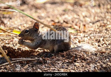 Junges Steinhörnchen oder Spermophilus variegatus füttern im Riparian Preserve auf der Water Ranch in Arizona. Stockfoto