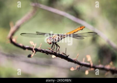 Weiblicher Roseatabschäumer oder orthemis ferruginea, der auf einem Ast auf der Uferfarm in Arizona sitzend ist. Stockfoto