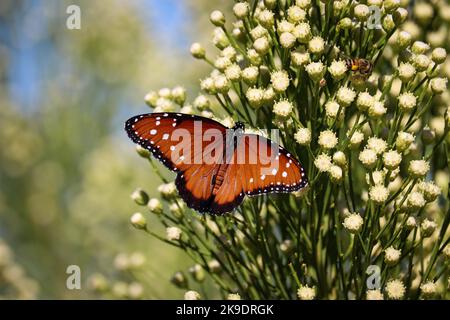 Männliche Königin Schmetterling oder Danaus gilippus füttern auf Wüstenbesenblume auf der Uferfarm in Arizona. Stockfoto