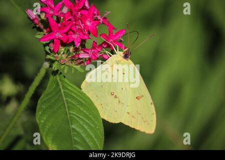 Orangerter Schwefel oder Phoebis philea, die pentas im botanischen Garten Desert in Pheonix, Arizona, füttern. Stockfoto