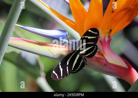 Zebra-Langflügel- oder Heliconius-Charthonia, die sich im botanischen Garten der Wüste von einem Paradiesvögel ernähren. Stockfoto