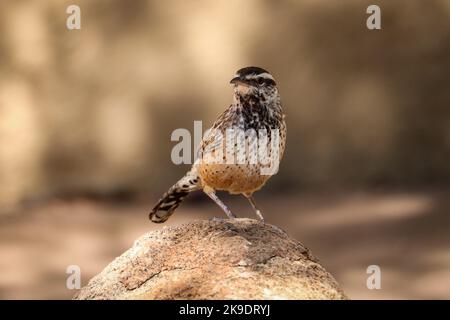 Kaktus wren oder Campylorhynchus brunneicapillus stehen auf einem Felsen im botanischen Garten Desert in Arizona. Stockfoto