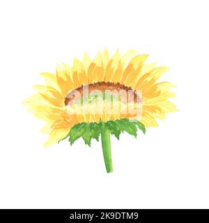 Aquarell-Sonnenblume. Ein isoliertes Element des Gartens mit Aquarell-Illustrationen. Es kann verwendet werden, um Postkarten, Urlaubseinladungen und o zu entwerfen Stockfoto