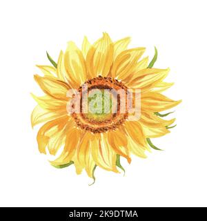 Aquarell-Sonnenblume. Ein isoliertes Element des Gartens mit Aquarell-Illustrationen. Es kann verwendet werden, um Postkarten, Urlaubseinladungen und o zu entwerfen Stockfoto