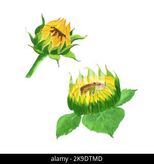 Handbemalte Sonnenblumen in Aquarellfarben. Zwei Hälften - geöffnete Knospen. Isolierte Elemente des Garten-Sets . Es kann verwendet werden, um Postkarten zu entwerfen, Urlaub invitati Stockfoto