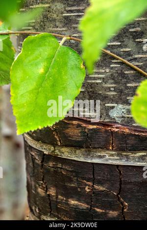 Birkenblatt, Birkenrinde, Birke, Pazifischer Nordwesten, USA Stockfoto