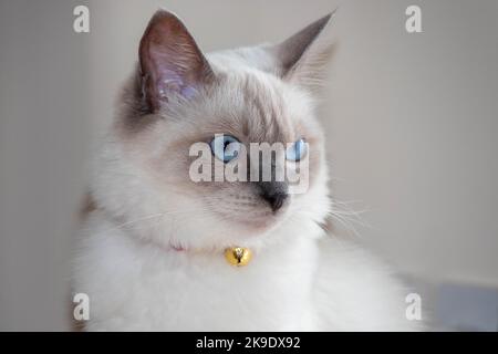 Rag Doll Cat Stockfoto