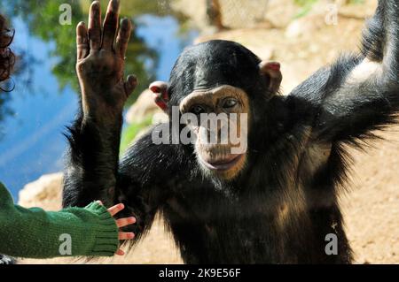 Ein Kleinkind und ein Schimpansen gucken und interagieren miteinander. Stockfoto