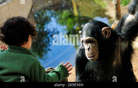 Ein Kleinkind und ein Schimpansen gucken und interagieren miteinander. Stockfoto