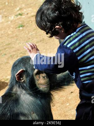 Ein Kleinkind und ein Schimpansen gucken und interagieren miteinander. Stockfoto