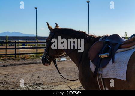 Sattel mit Steigbügel auf dem Rücken eines braunen Pferdes Stockfoto