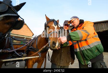 Hansen, Deutschland. 27. Oktober 2022. Klaus-Dieter Gärtner (r) zeigt dem Kursteilnehmer Johannes Hände, wie man die Ponys während des Kurses für den Kutschenführerschein A nutzbar macht.Wer einen Wagen fährt, kann vieles falsch machen. Der Führerschein wurde eingeführt, um die Zahl der Unfälle zu reduzieren. Quelle: Philipp Schulze/dpa/Alamy Live News Stockfoto