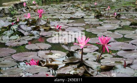 Wunderschöner Teratai oder Seerosensee am Floating Market, West Java, Indonesien. Nymphaea ist eine Gattung von winterharten und zarten Wasserpflanzen. Stockfoto