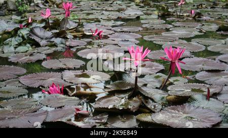 Wunderschöner Teratai oder Seerosensee am Floating Market, West Java, Indonesien. Nymphaea ist eine Gattung von winterharten und zarten Wasserpflanzen. Stockfoto