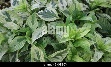 Sträucher von Deren weiß Elegantissima in der Natur. Allgemein bekannt als Cornus alba Elegantissima. Grüne und weiße Blattkombination, sehr schön. Stockfoto