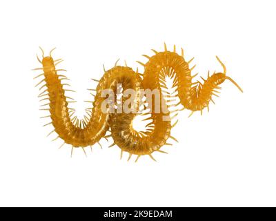 WESTERN Yellow Centipede - Haplophilus subterraneus Stigmatogaster subterranea Stockfoto