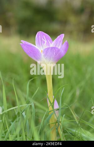 Wiese Safran - Colchicum autumnale Stockfoto