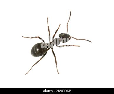 Gewöhnliche Schwarze Ameise - Lasius niger Stockfoto