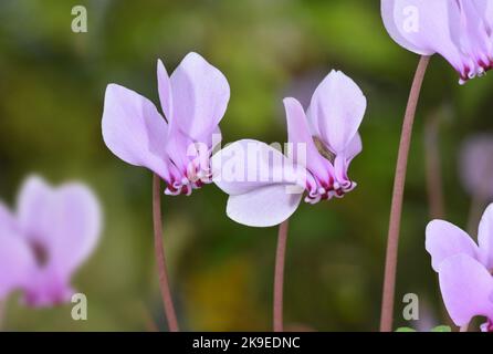 Sowbread - Cyclamen hederifolium Stockfoto