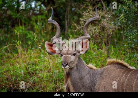 Großkudu oder Kodoo (Tragelaphus strepsiceros) männlich. Mpumalanga. Südafrika. Stockfoto