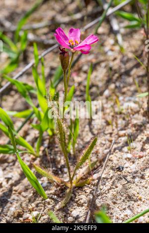 Nahaufnahme einer kleinen blühenden Drosera cistiflora (rosa Blume), die in einem Lebensraum in der Nähe von Malmesbury, Westkap von Südafrika, mit fleischfressenden Pflanzen zu sehen ist Stockfoto