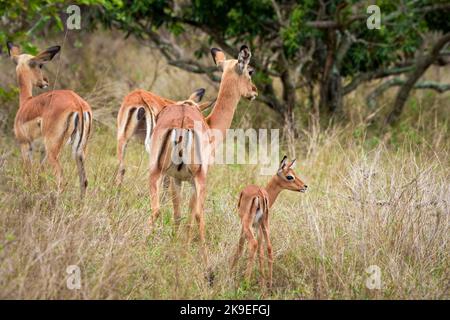 Impala (Aepyceros melampus). Mpumalanga Weibchen und Lamm (Rehkitz). Südafrika. Stockfoto
