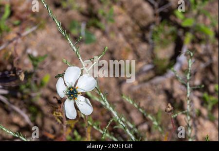 Die weiße Blume von Drosera cistiflora in einem natürlichen Lebensraum mit Kopierraum Stockfoto