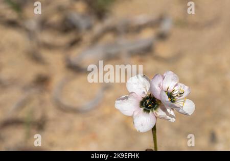 Frontalansicht von zwei weißen Blumen mit rosa Akzenten der Sundew Drosera cistiflora (eine fleischfressende Pflanze), die in einem Lebensraum mit Kopierraum aufgenommen wurde Stockfoto