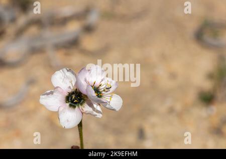 Frontalansicht von zwei weißen Blumen mit rosa Akzenten der Sundew Drosera cistiflora (eine fleischfressende Pflanze), die in einem Lebensraum mit Kopierraum aufgenommen wurde Stockfoto