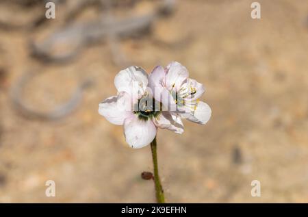 Frontalansicht von zwei weißen Blumen mit rosa Akzenten der Sundew Drosera cistiflora (eine fleischfressende Pflanze), die in einem Lebensraum mit Kopierraum aufgenommen wurde Stockfoto