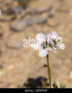 Frontalansicht von zwei weißen Blumen mit rosa Akzenten der Sundew Drosera cistiflora (eine fleischfressende Pflanze), die in einem Lebensraum mit Kopierraum aufgenommen wurde Stockfoto