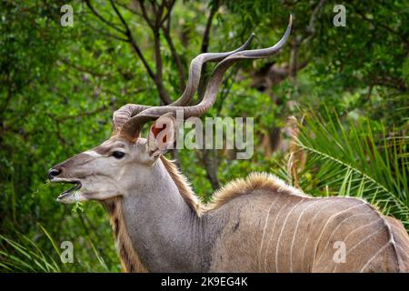 Großkudu oder Kodoo (Tragelaphus strepsiceros) männlich. Mpumalanga. Südafrika. Stockfoto