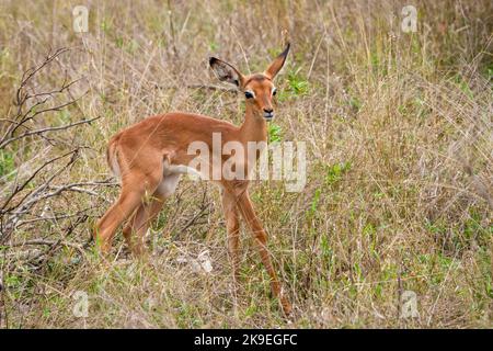 Impala (Aepyceros melampus) Lamm (Rehkitz). Mpumalanga. Südafrika. Stockfoto