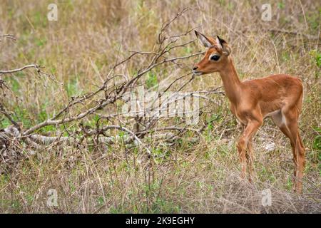 Impala (Aepyceros melampus) Lamm (Rehkitz). Mpumalanga. Südafrika. Stockfoto
