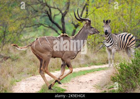 Großer Kudu oder Kodoo (Tragelaphus strepsiceros), männlich galoppiert mit einem flachen Zebra oder gemeinem Zebra (Equus quagga prev, Equus burchellii) im Rücken Stockfoto