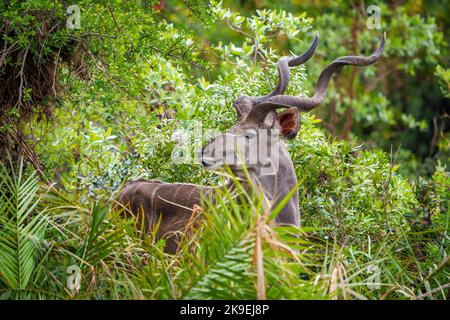 Großkudu oder Kodoo (Tragelaphus strepsiceros) männlich. Mpumalanga. Südafrika. Stockfoto