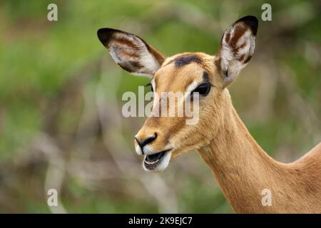 Impala (Aepyceros melampus). Mpumalanga Weibchen. Südafrika. Stockfoto